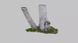 Birch Tree Trunk Pair - Photoscan 3D Model - Varying LOD Free 3D model