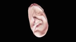 Ear Module
