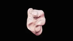 Ear Module