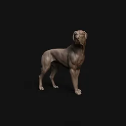 Great Dane  dog - pre supported dog