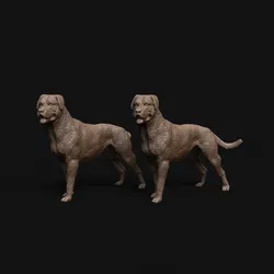 Rottweiler dog standing - pre supported dog