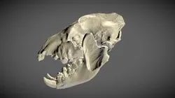 The extinct Cave Hyena