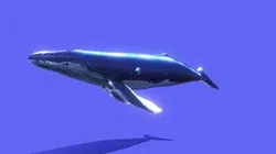Whale in 3D (with anatomy)