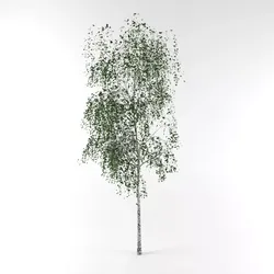 Birch tree Free 3D model