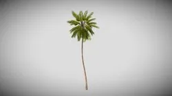 Coconut Tree Low poly