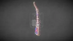 Columna Vertebral / Spine