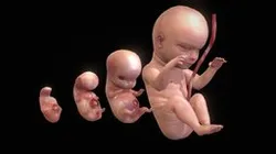 Human embryonic - fetal development stages