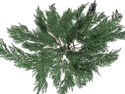 juniperussabinahigh