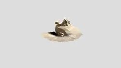 salty squirrel