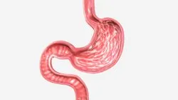 Stomach