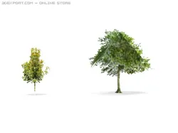 trees
