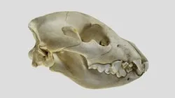 UWYMV:Mamm:5840, Crocuta crocuta, Skull