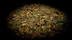 Oak Litter Leaves Forest Floor Trail Photoscan