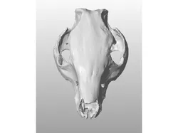 Pig Skull scan