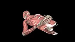 Shoulder - Instability: Relocation - Female