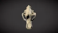 The extinct cave bear