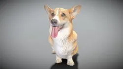 Corgi dog sitting 02