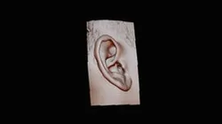 Ear