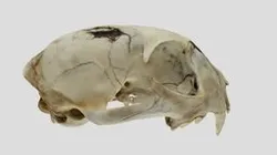 UWYMV:Mamm:1464, Lynx rufus, Crania