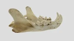UWYMV:Mamm:1464, Lynx rufus, Mandible