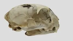 UWYMV:Mamm:1464, Lynx rufus, Skull