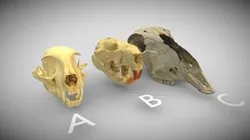 Assorted mammal skulls