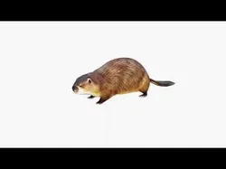 Beaver Free 3D model
