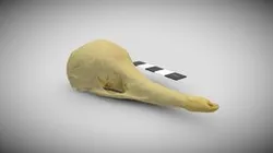 Echidna skull (Tachyglossus aculeatus)