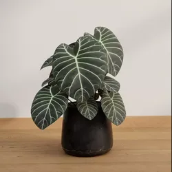 Emerald Shield Alocasia Free 3D model