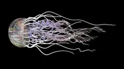 Jellyfish_001