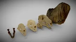 Mammals displaying various types of teeth