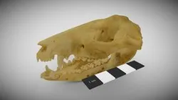 Opossum skull