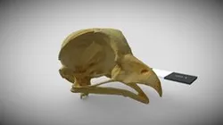 Scops owl skull (Otis lepiji)
