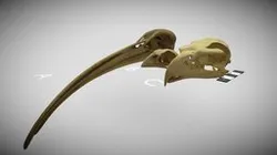 Various Australian bird skulls