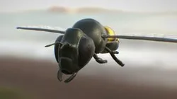 Basic Bee