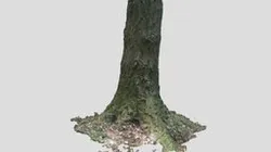Conifer