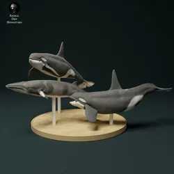 North Atlantic Type 2 Killer Whales Hunting Minke Whale