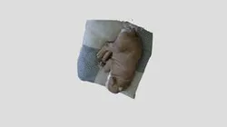Perro