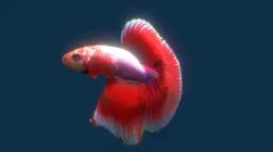 Fish  " Betta Splendens"