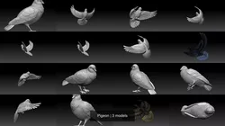 Pigeon 3D Model Pack
