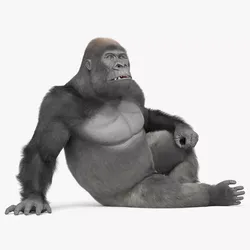 Adult Gorilla Primate Fur Rigged For Blender Animated Set 3D model