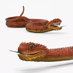 Atheris Hispida Bush Viper Red Rigged 3D model