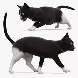 Bicolor Domestic Cat Rigged for Maya 3D model
