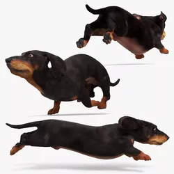 Black Dachshund Running Fur Animated Rigged for Maya 3D model
