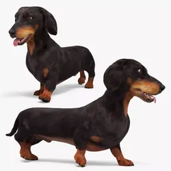 Black Dachshund Walking Fur Animated Rigged for Maya 3D model