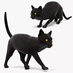 Black Domestic Cat Rigged for Maya 3D model