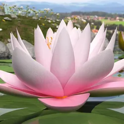 Blooming Nymphaea Colorado Pink Water Lily 3D model