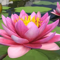 Blooming Nymphaea Siam Violet 3D model