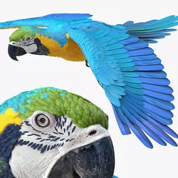 Blue and Yellow Macaw Flying Pose 3D model