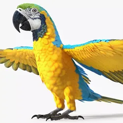 Blue and Yellow Macaw Parrot Resting Pose 3D model